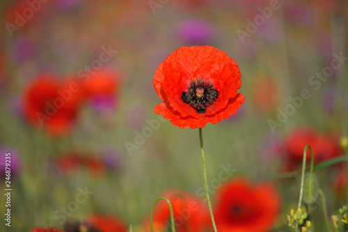 Field of blooming red poppies. Beautiful fields of red poppy. Red poppies in sunlight. Red poppies in grass.