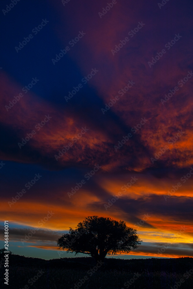 Fototapeta premium Lone Tree Silhouette sunset vertical 