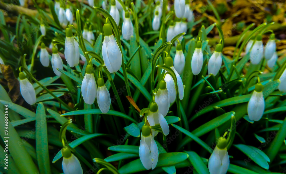 Obraz premium Flower