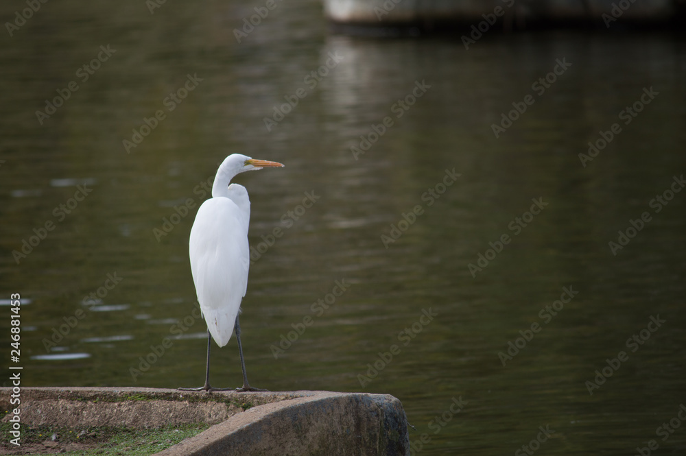 Garça no rio Garça no rio