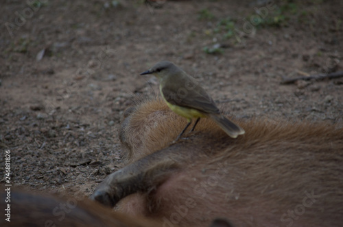 Bird under capybara photo