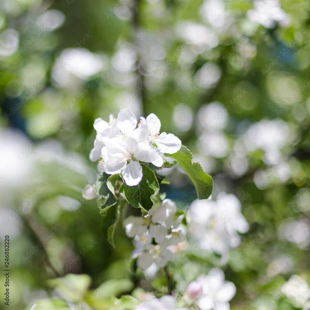 Spring flowers Spring flowers
