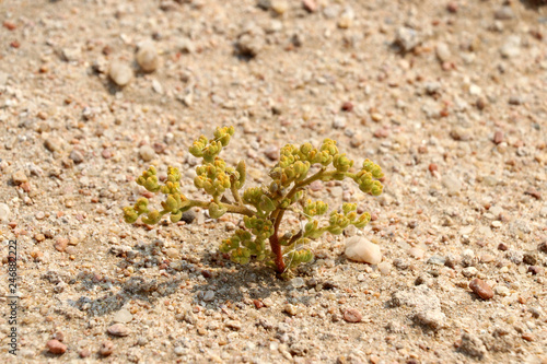 beautiful desert plant - Namibia Africa