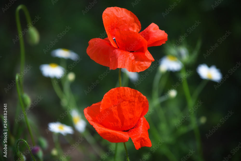 One red poppy in green grass. One red poppy in green grass.