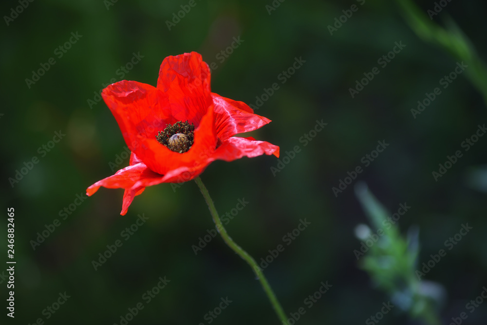 Fototapeta premium One red poppy in green grass.