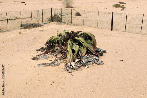 big female Welwitschie (Welwitschia mirabilis) - Namibia Africa photo