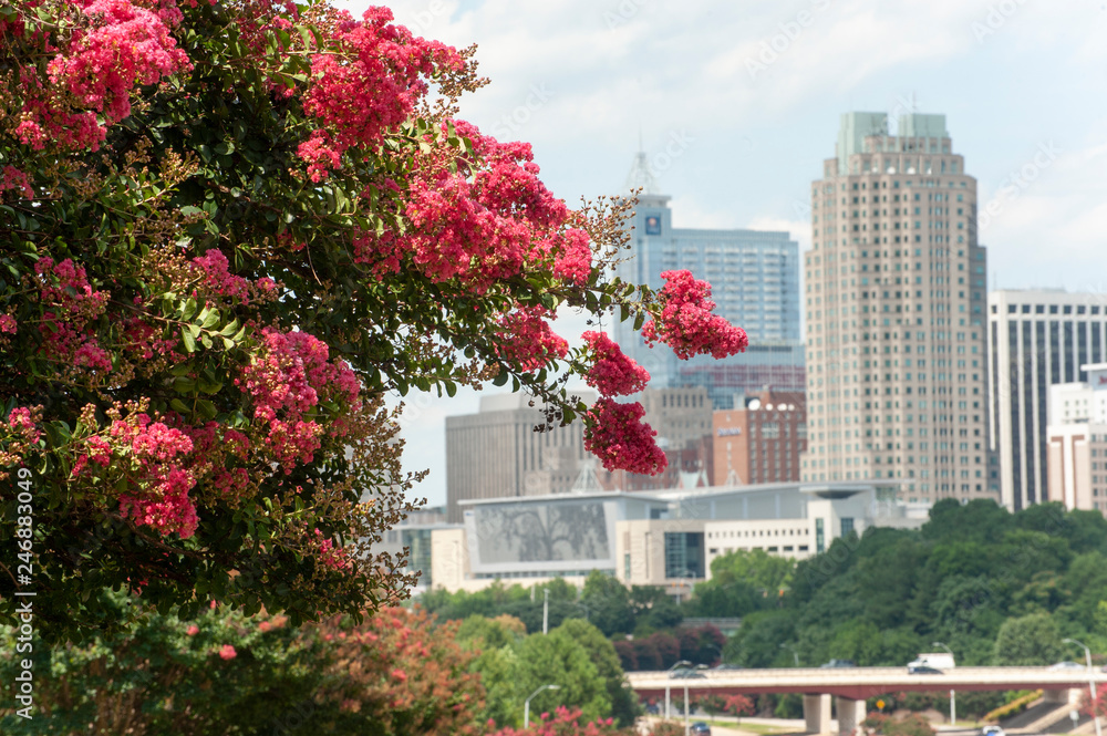 Raleigh skyline in the summer with crepe myrtle trees in bloom
