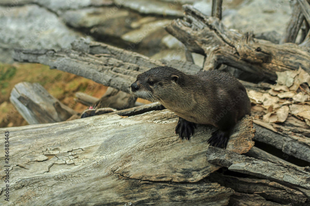 Obraz premium River otter, on pile of logs, blurred background, he's looking left.