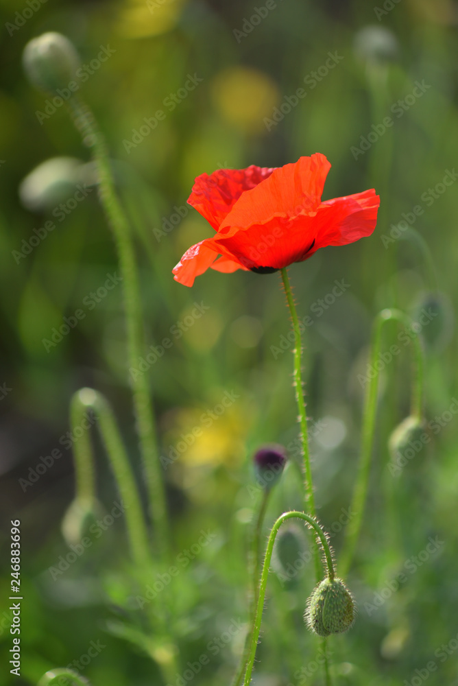 Fototapeta premium One red poppy in green grass.