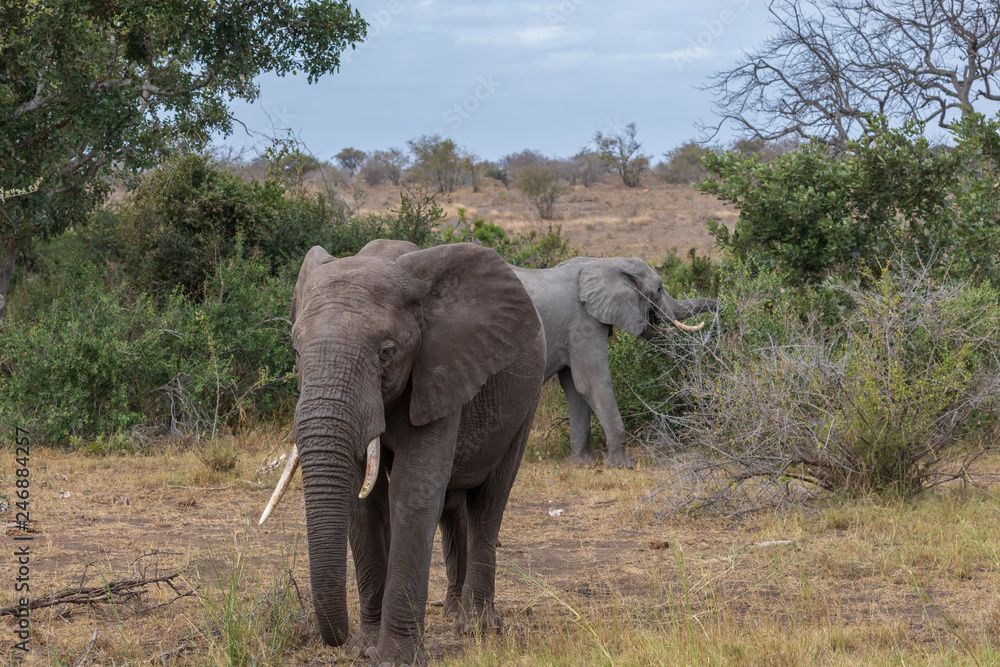 Fototapeta premium Elefant 66