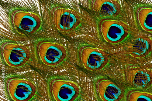beautiful peacock feather texture as background photo