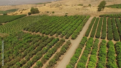 Citrus groves in Tiberia, Israel. Aerial footage 1080p