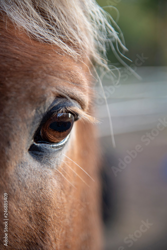 Horses eye © citikka