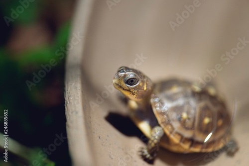 baby three toad box turtles © Amy Buxton