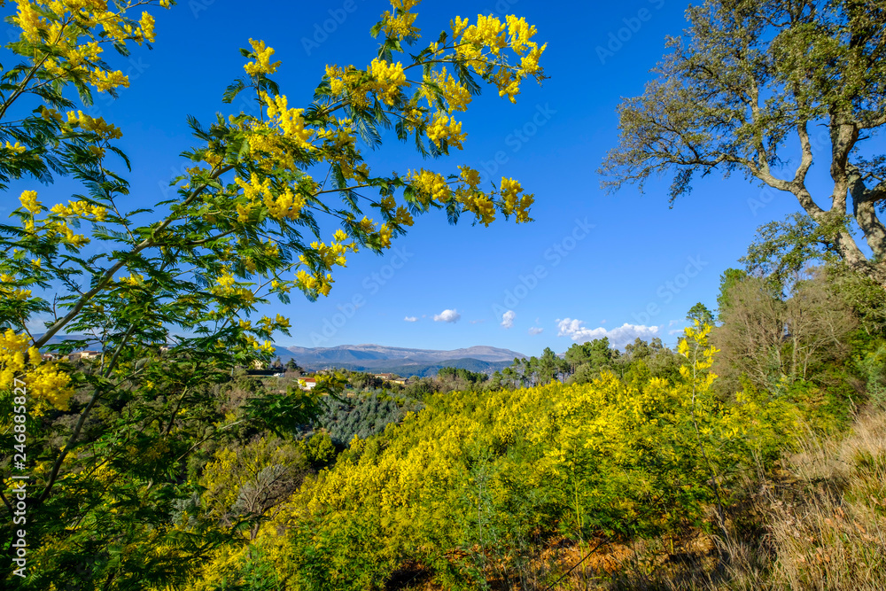 Obraz premium Vue panoramique sur le massif de Tanneron, arbres de mimosa en fleurs, Provence, sud de France. 