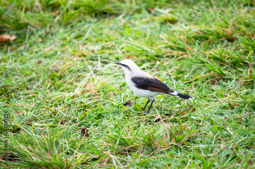 Bird in grass