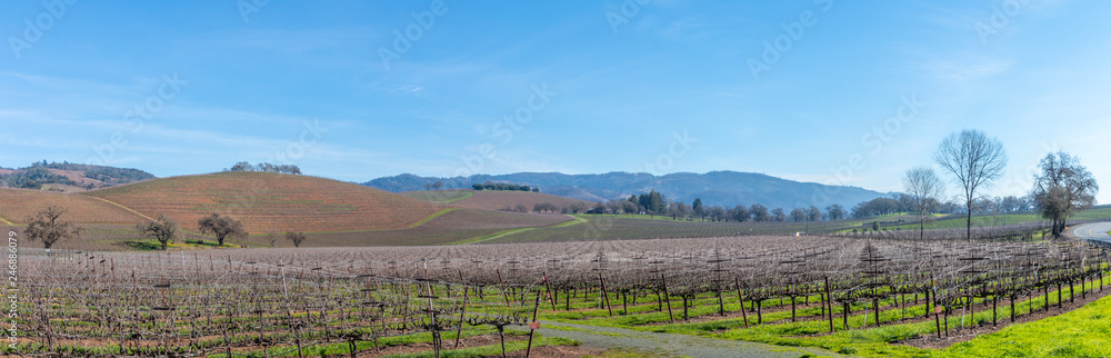 A winter pano of vineyards in the Sonoma Valley. The vineyard spreads across the picture with hills rise up behind with a blue sky and wispy clouds. Trees are on the outer right edge of this vineyard.