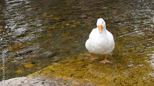 geese in the river photo