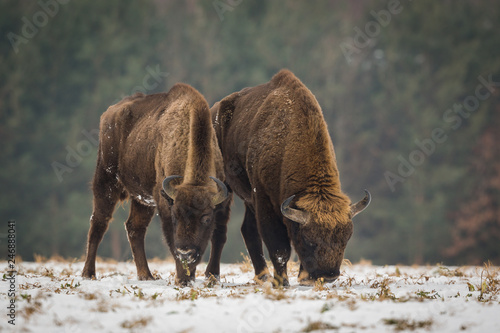 European bison - Bison bonasus in the Knyszyn Forest (Poland)