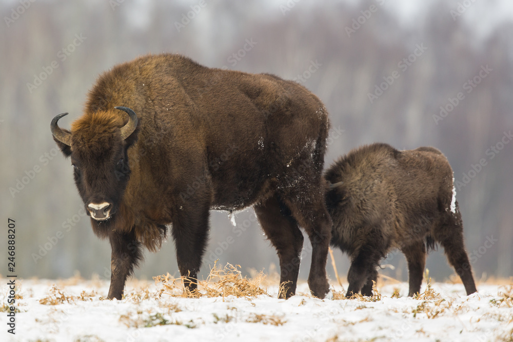European bison - Bison bonasus in the Knyszyn Forest (Poland) European bison - Bison bonasus in the Knyszyn Forest (Poland)