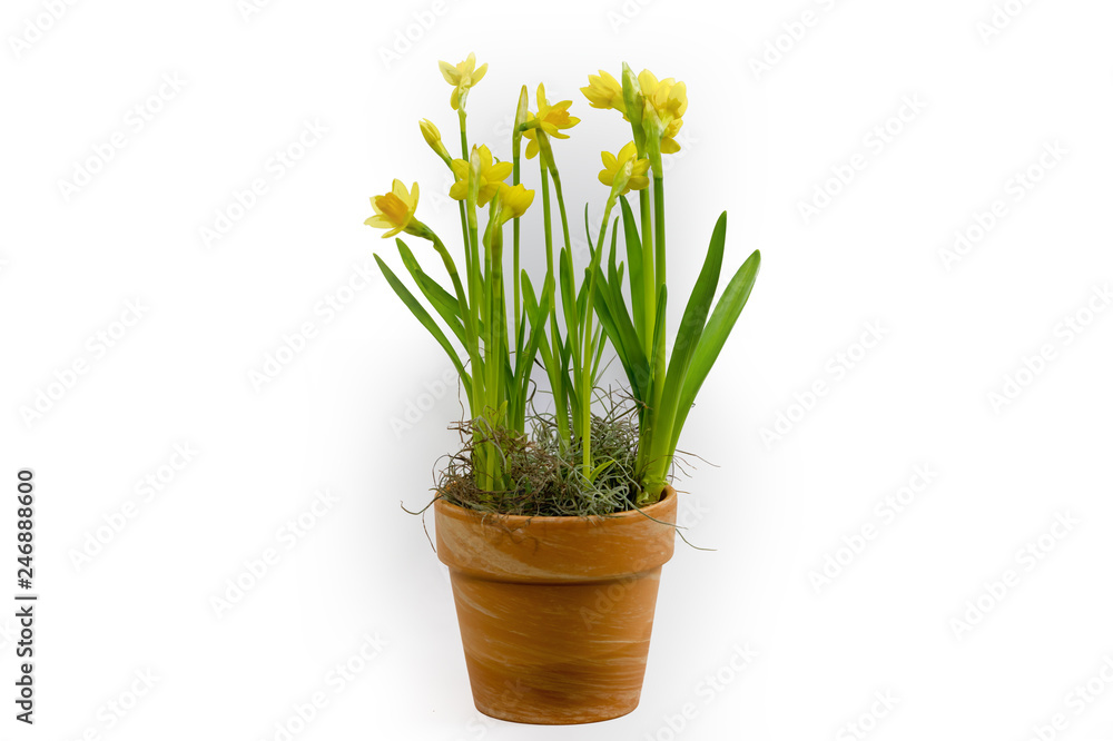 Isoltated daffodils in a pot