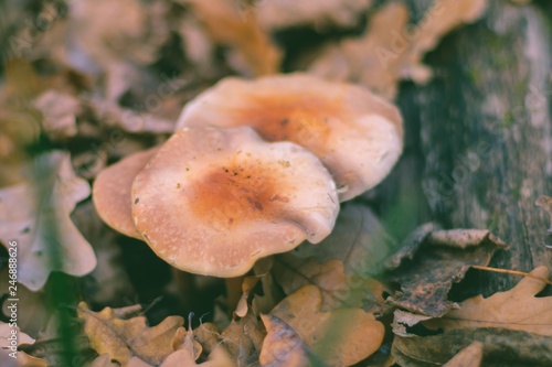 toadstool autumn fungus nature mushroom. macro.