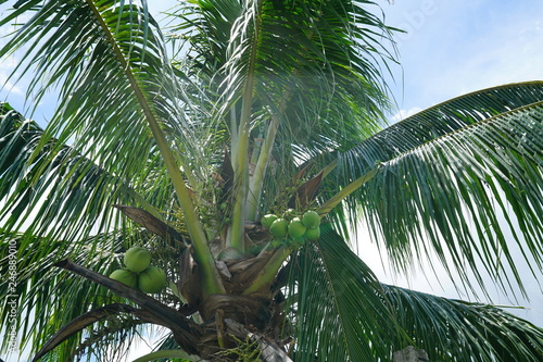 Coconut tree growing in Bacolod City, Philippines photo