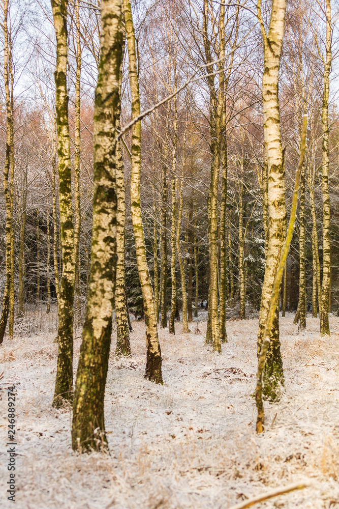 Birch trunks on a winter day