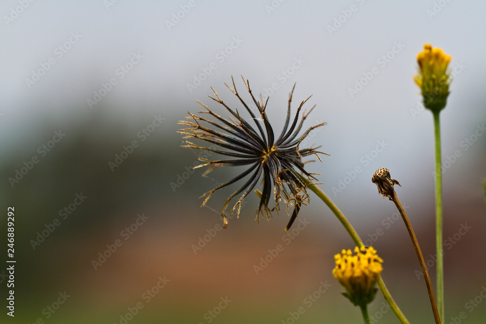 Yellow Flower in the Field