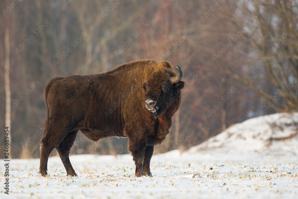 European bison - Bison bonasus in the Knyszyn Forest (Poland) European bison - Bison bonasus in the Knyszyn Forest (Poland)
