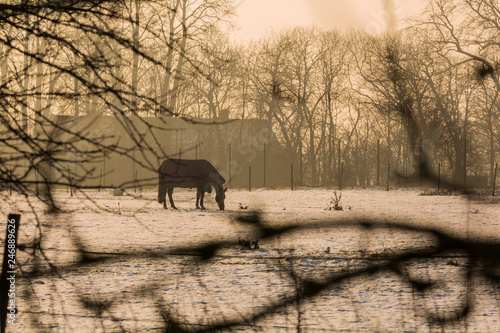Fototapeta Naklejka Na Ścianę i Meble -  Häst i hage en dimmig vinterdag