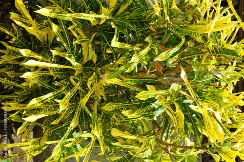 Background of croton plant growing in the Philippines photo