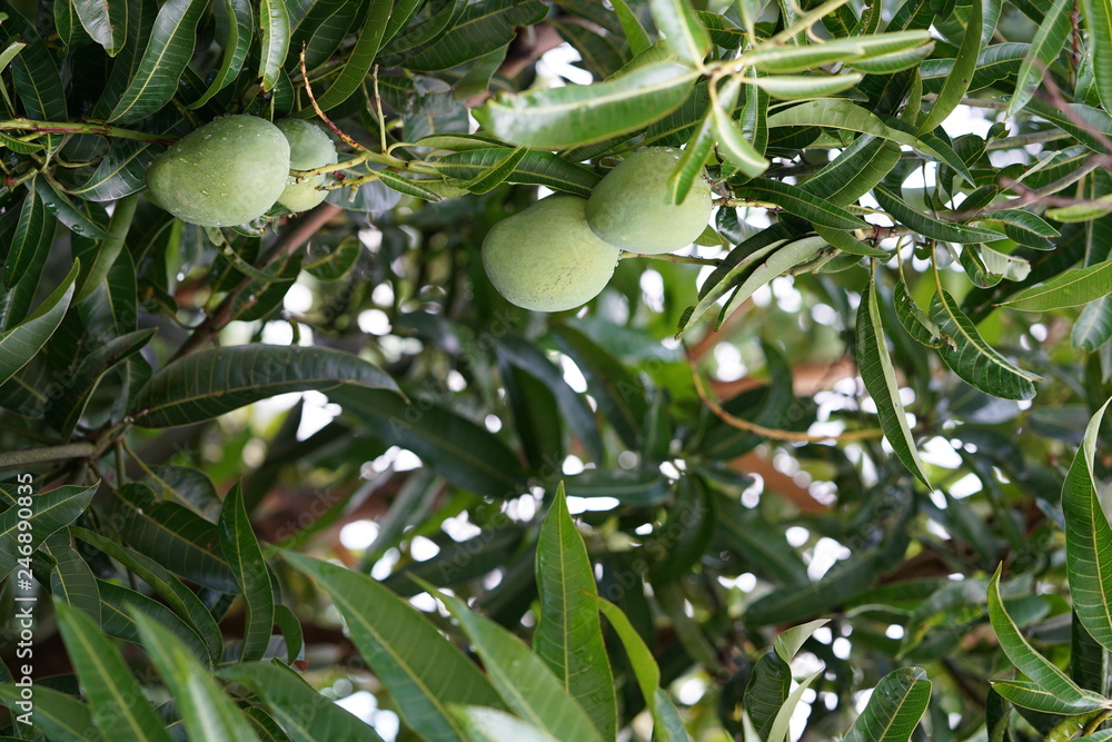 Indian mango tree growing in the Philippines Stock Photo Adobe Stock