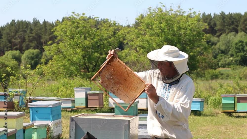 beekeeper works on an apiary, an open beehive. The bees collect honey. Frames of a bee hive. An apiary in the summer. beekeeper works on an apiary, an open beehive. The bees collect honey. Frames of a bee hive. An apiary in the summer.