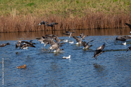 flock of Brent geese