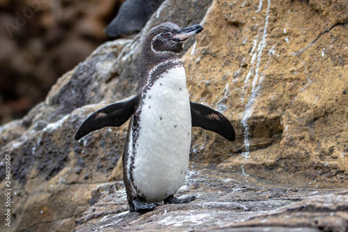 Galapagos Penguin photo