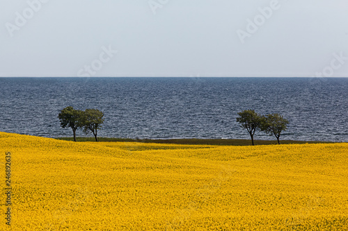 Rapeseed Field by the Ocean with Horizon in Osterlen Sweden