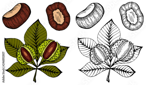 Vector illustration of set sketch hand drawn colorful chestnuts with leaves. Healthy vegan snack, autumn nature symbol, 3d fall holiday concept. Doodle leaf, nuts. photo