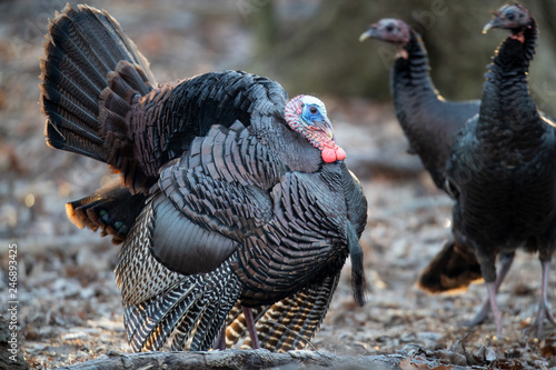 A mature male wild turkey during the courtship display.