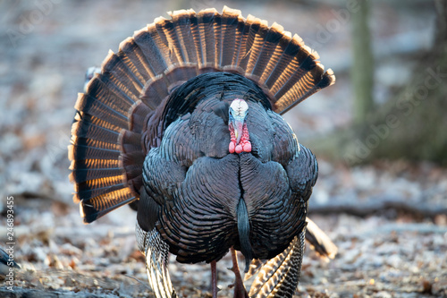A wild tom turkey strutting with tail feathers fanned. photo