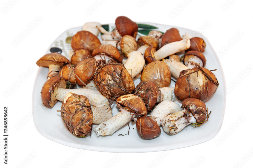 boletus mushrooms found in the forest on a background boletus mushrooms found in the forest on a background