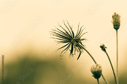 Yellow Flower in the Field