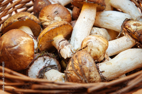 boletus mushrooms found in the woods on a background in a basket