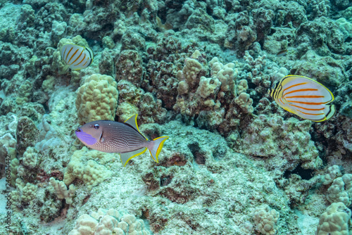 Colorful tropical fish swimming above coral reef
