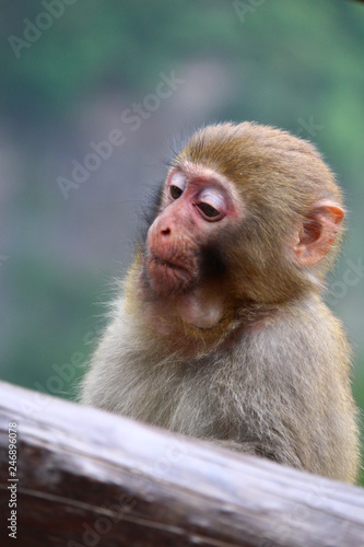 monkey © Evgeniia