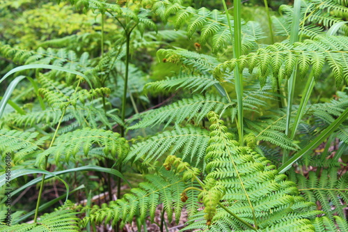 fern in forest