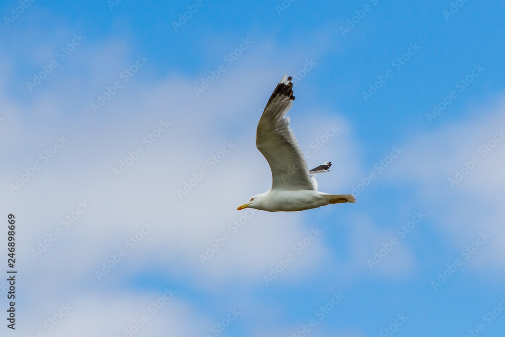 White adult live seagull flies against the blue sky with white clouds in the afternoon White adult live seagull flies against the blue sky with white clouds in the afternoon