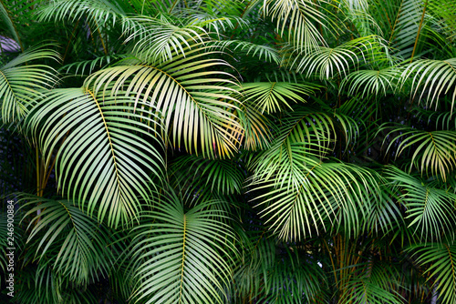 Close up view of a lush green wall of tropical palm frond leaves, exotic shapes and textures in Colombia, South America