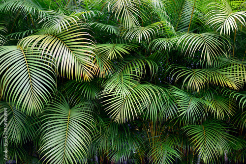 Full frame view of exotic green palm fronds, a lush wall of tropical shapes and textures