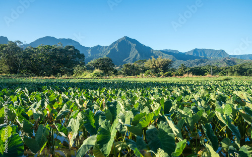 Canvas Print Close up on Taro plans in Hanalei valley with Na Pali mountains behind in Kauai